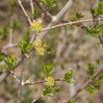 Forestiera pubescens ഫലം