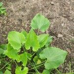 Doronicum columnae Hoja
