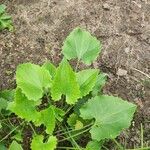 Doronicum columnae Leaf