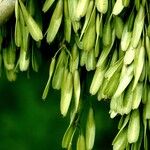 Fraxinus excelsior 果實