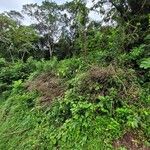 Niedenzuella acutifolia Habit