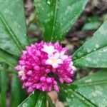 Ardisia opegrapha Flower