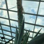 Agave guiengola Hábito