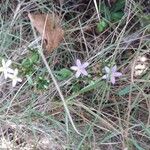 Centaurium pulchellum Кветка