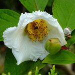 Stewartia pseudocamellia Flor