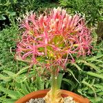 Boophone disticha Floro