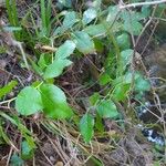 Chukrasia tabularis Leaf