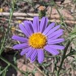 Machaeranthera tanacetifolia Flor