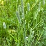 Phleum pratense অভ্যাস