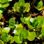 Bacopa rotundifoliaЛіст