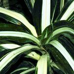 Dracaena fragrans Folla