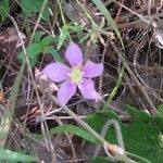 Sabatia campestris Flower