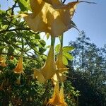 Brugmansia suaveolensBlodyn