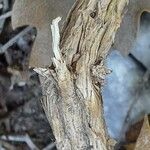 Thymbra spicata പുറംതൊലി