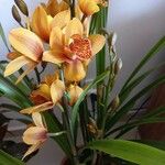 Cymbidium devonianum Çiçek