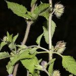 Marsypianthes chamaedrys Hábito