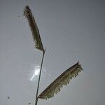 Chondrosum gracile Flower