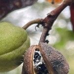 Pittosporum tenuifolium Fruit