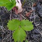 Fragaria virginiana Hoja