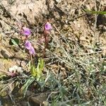 Anacamptis collina Květ