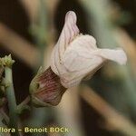Acanthorrhinum ramosissimum Kwiat