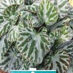 Begonia imperialis Hoja