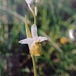 Ophrys holosericeaFlower