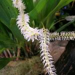 Coelogyne glumacea പുഷ്പം