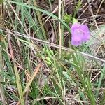 Agalinis purpurea Blüte