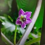 Capsicum pubescens Λουλούδι