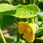 Abutilon theophrasti Çiçek