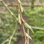 Salix triandra Blad