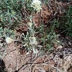 Helichrysum glumaceum 花