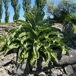 Verbascum speciosum Hábitos