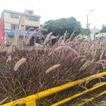 Pennisetum setaceum 叶