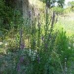 Linaria purpureaFolla