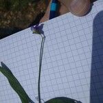 Lathyrus angulatus Квітка