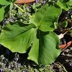 Arisaema candidissimum Levél