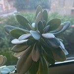 Kleinia grantii Hoja