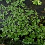 Callitriche brutia Likasa