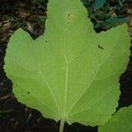 Malvaviscus arboreus Feuille