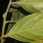 Nectandra membranacea Feuille