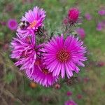 Symphyotrichum novae-angliae Flower