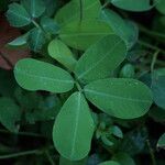 Arachis pintoi Fuelha