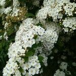 Spiraea × vanhouttei Õis