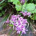 Pericallis aurita 花