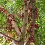 Ficus racemosa Fruchs