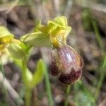 Ophrys × eliasii Flor