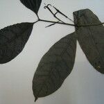 Faramea occidentalis Altul/Alta