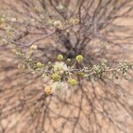 Vachellia hebeclada Цвят